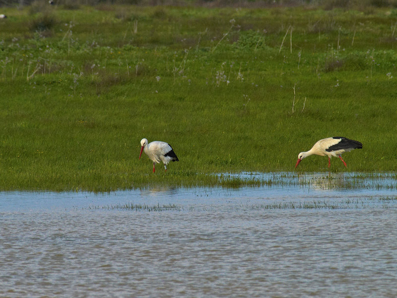 Stork, Donana